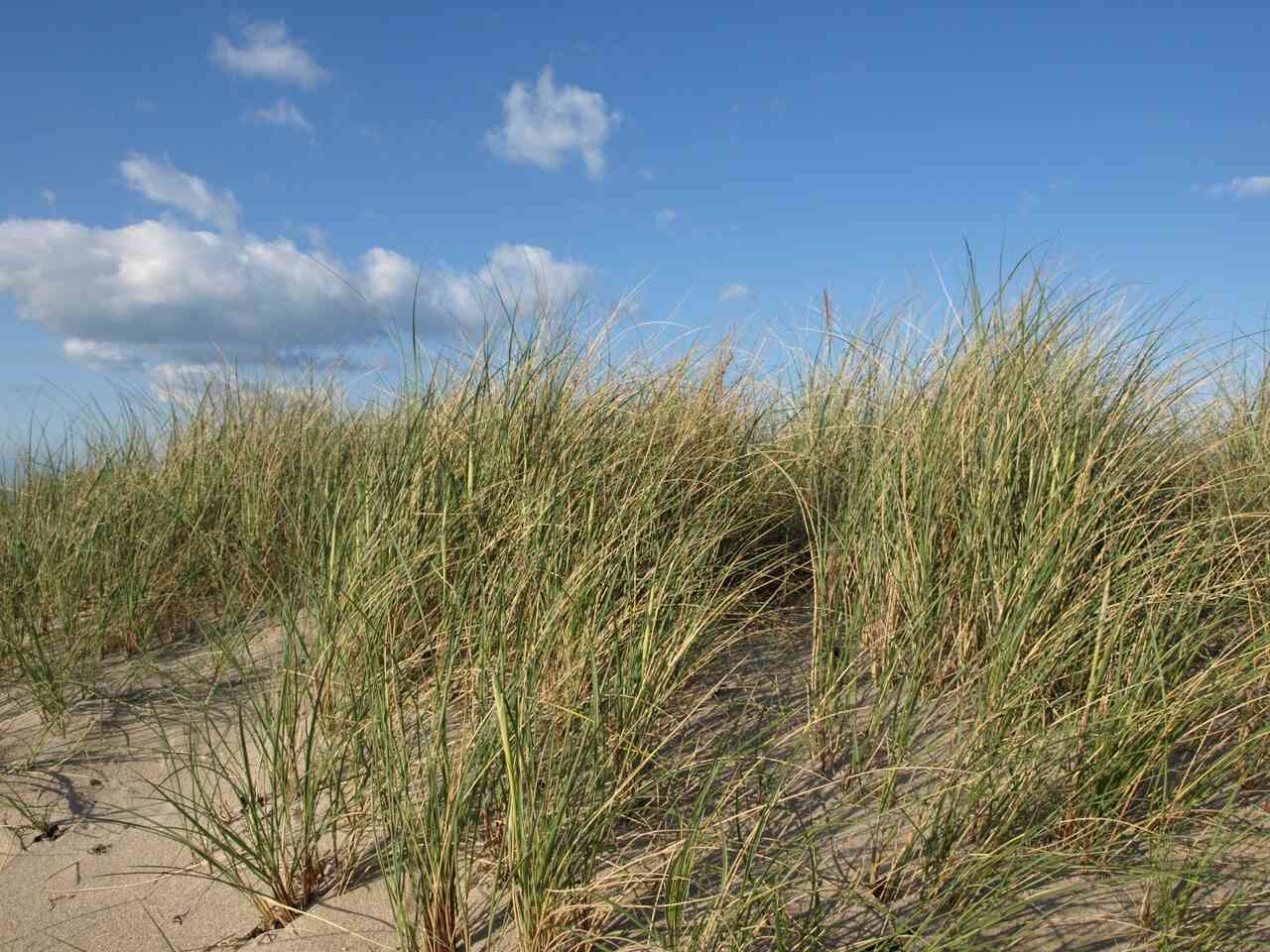 Dünen direkt am Fehmarn Strand