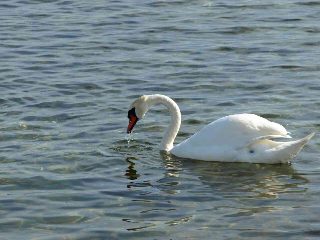 Schwan in der Ostsee