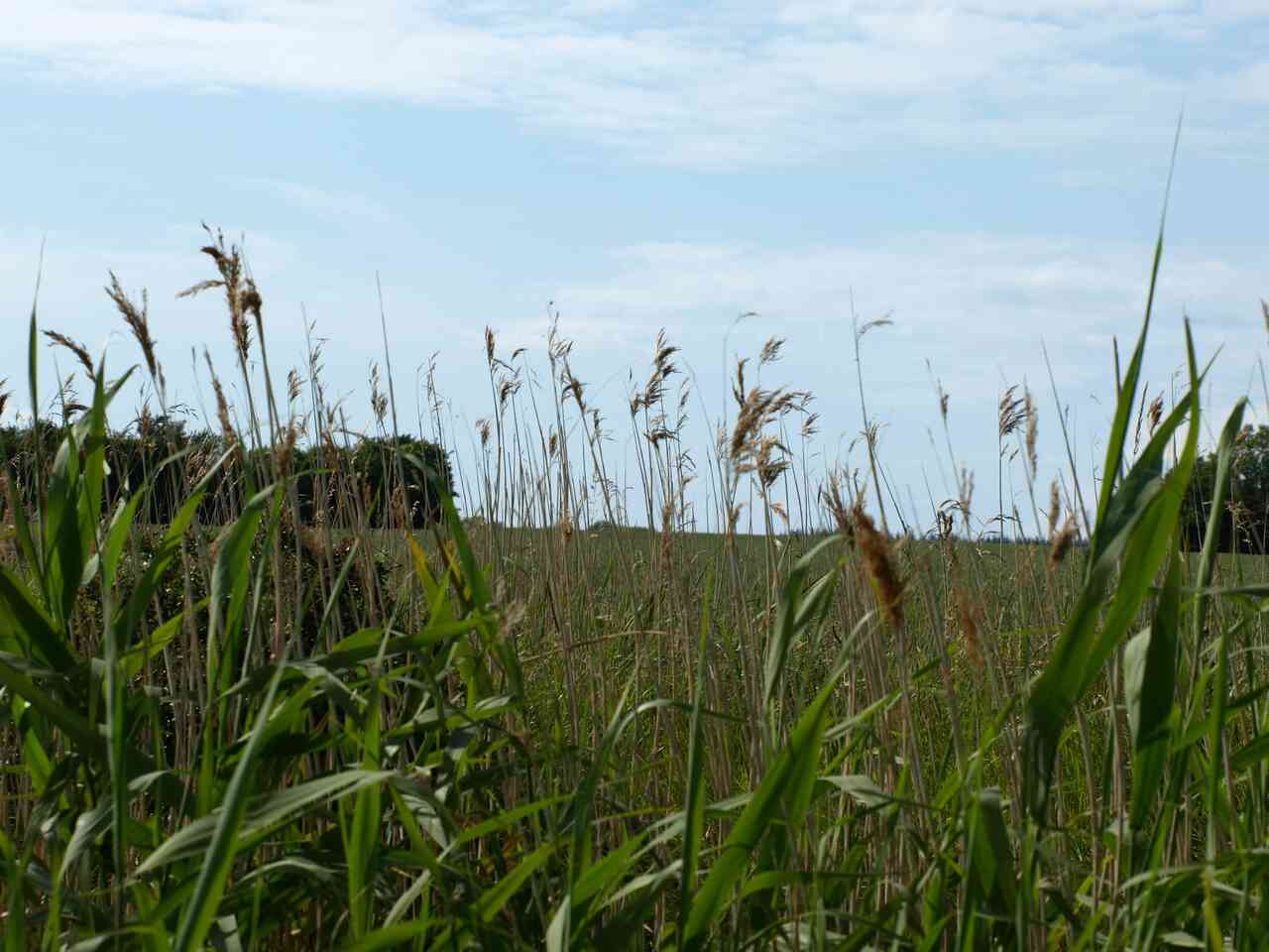 Über auf Fehmarn wächst Schilf