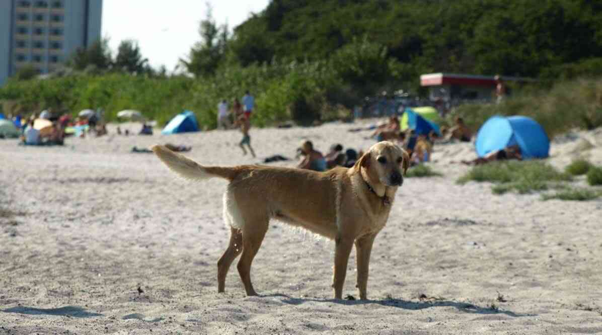 Hunde am Südstrand von Fehmarn