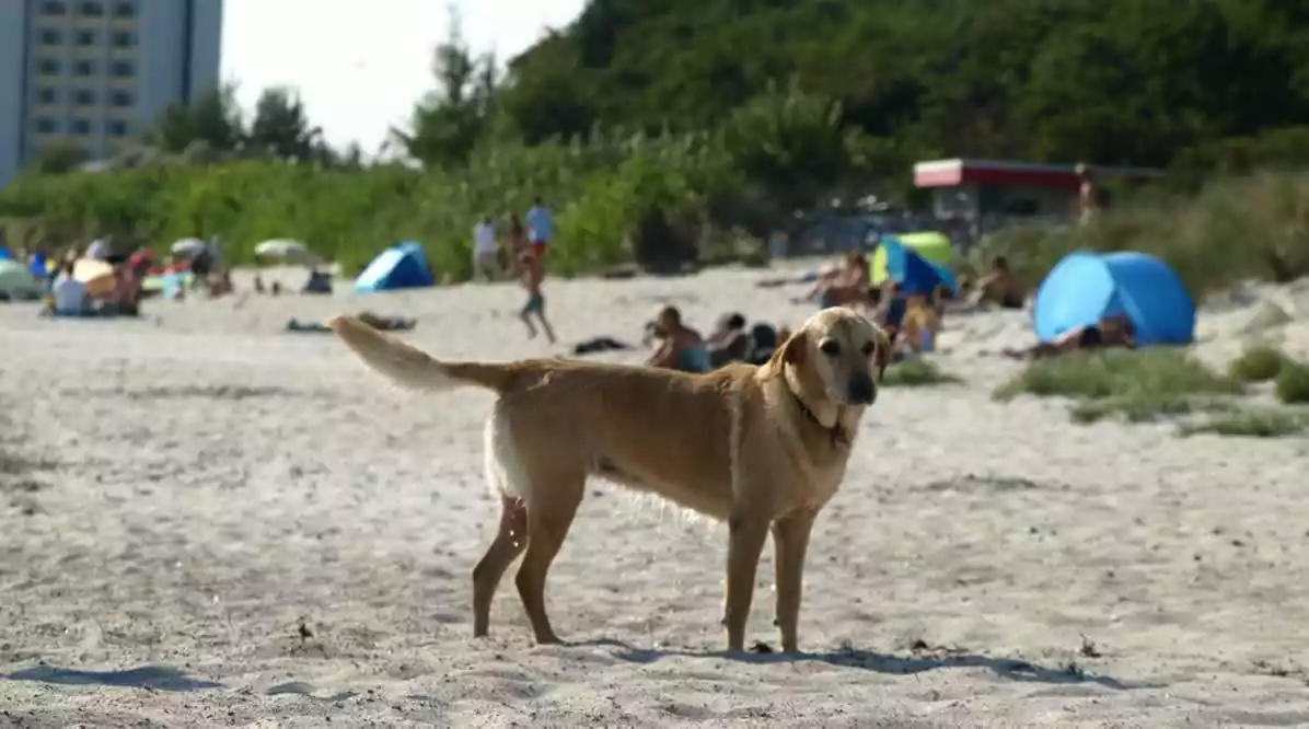 Urlaub mit Hund auf Fehmarn