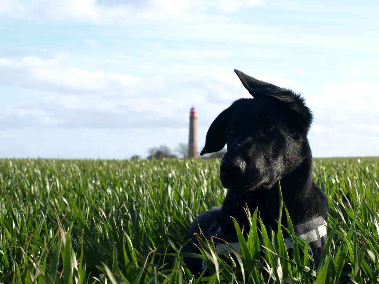 buddy in fluegge
