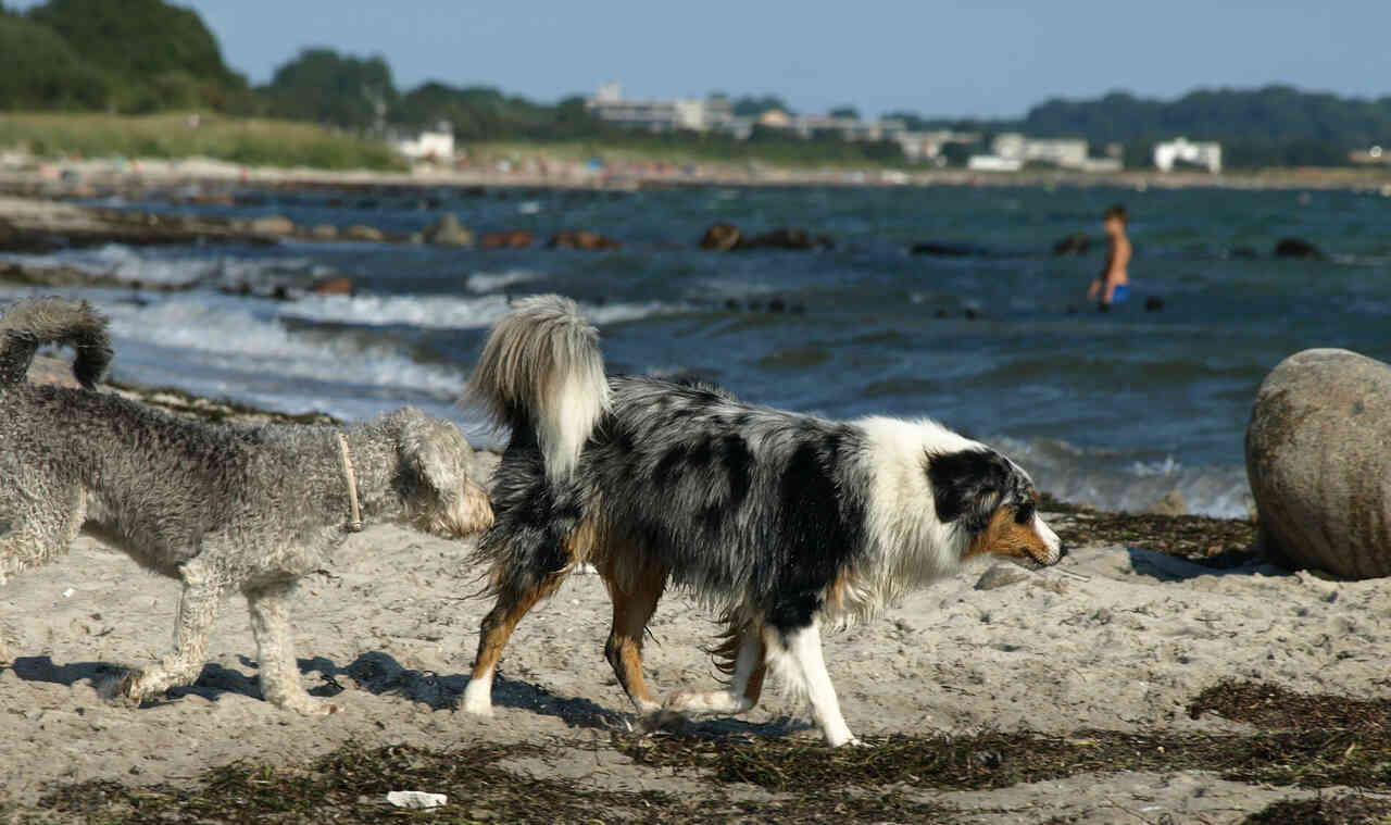 hunde am suedstrand von fehmarn