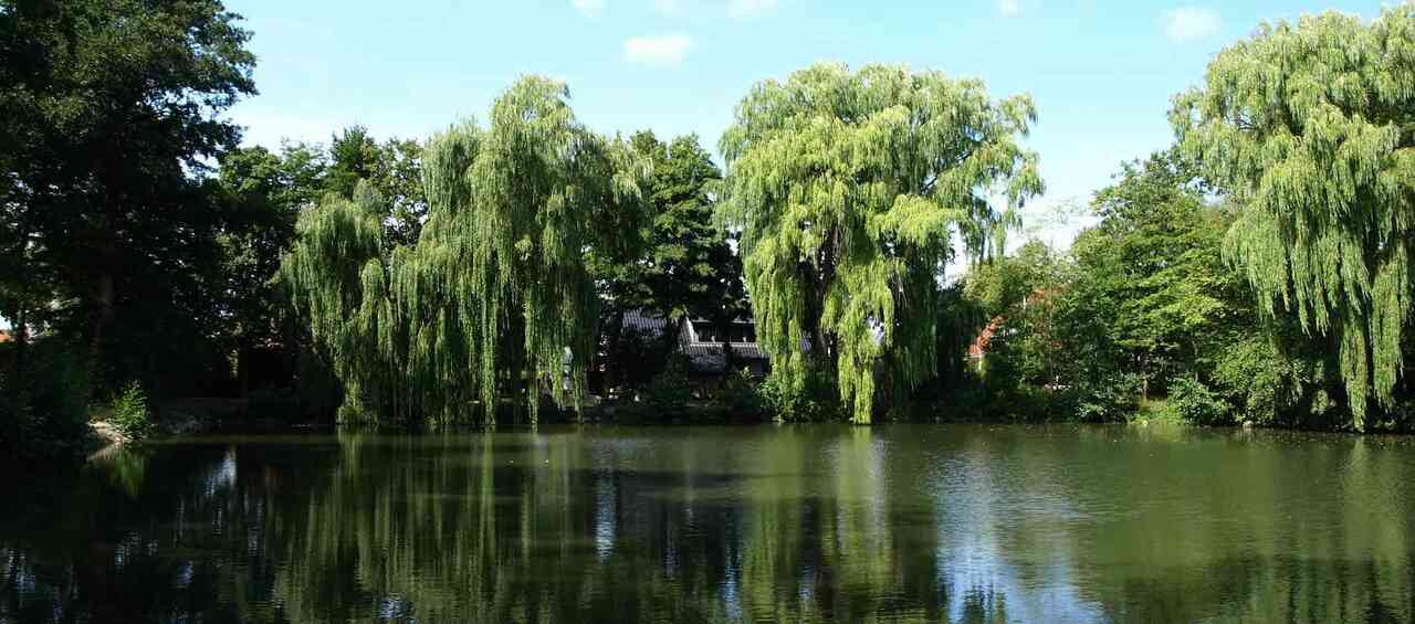 Dänschendorf am Teich