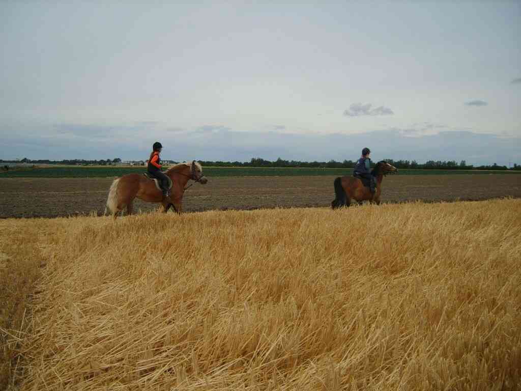 reiten fehmarn 3