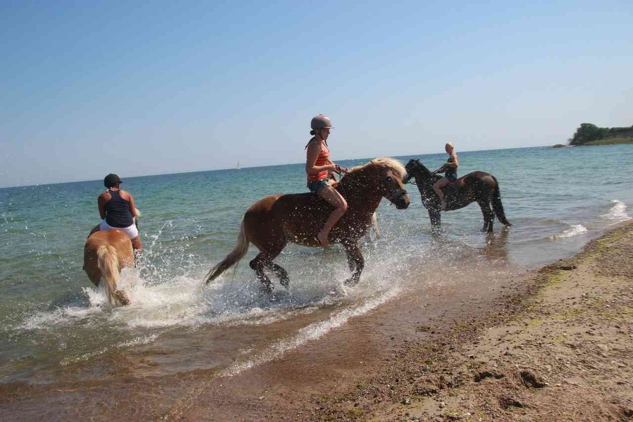 reiten fehmarn 2