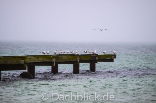 Anbaden am Südstrand 2013