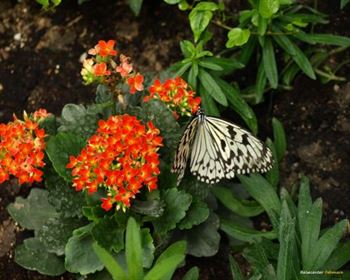 Schmetterlings Park Fehmarn