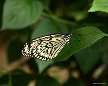 Schmetterlings Park Fehmarn