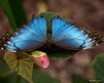 Schmetterlings Park Fehmarn