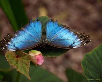 Schmetterlings Park Fehmarn