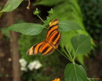 Schmetterlings Park Fehmarn
