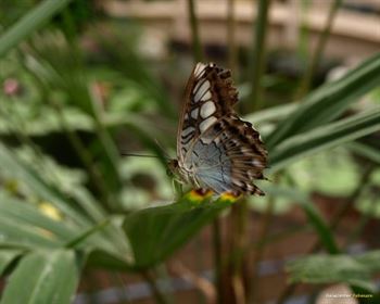 Schmetterlings Park Fehmarn