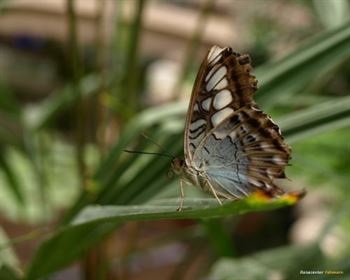 Schmetterlings Park Fehmarn
