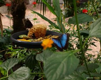 Schmetterlings Park Fehmarn
