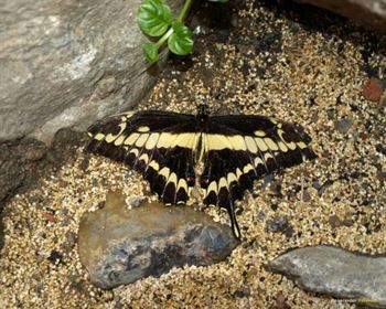 Schmetterlings Park Fehmarn