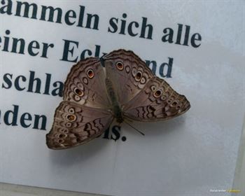 Schmetterlings Park Fehmarn